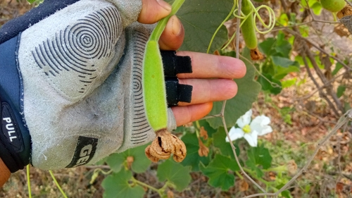 Foto de Cabaça