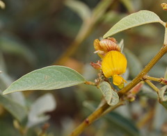 Cajanus acutifolius