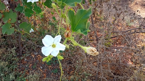 Foto de Cabaça