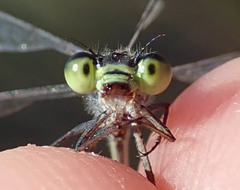 Pseudagrion deningi