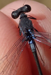 Pseudagrion deningi