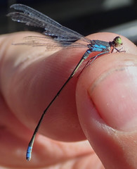 Pseudagrion deningi
