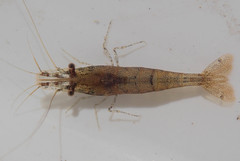 Caridina