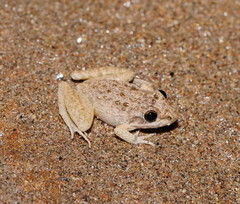 Litoria inermis