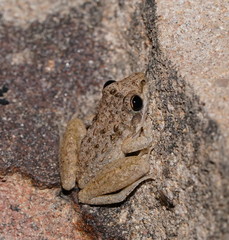 Litoria inermis