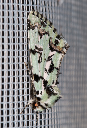 Scarce Merveille du Jour