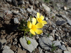 Ranunculus morii