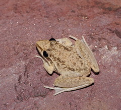 Litoria inermis