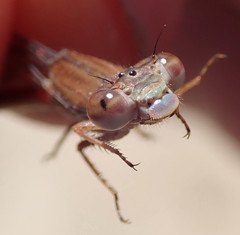 Ceriagrion katamborae
