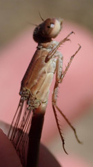 Ceriagrion katamborae