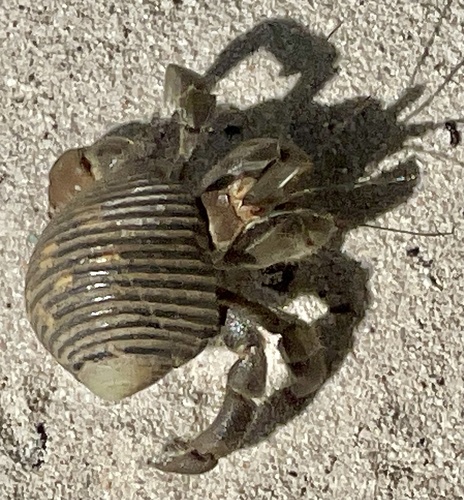 Ecuadorian Hermit Crab, Los Santos, PA, photo 10 of 10