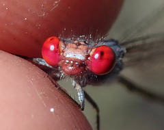 Pseudagrion sublacteum