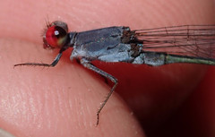 Pseudagrion sublacteum