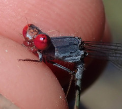 Pseudagrion sublacteum