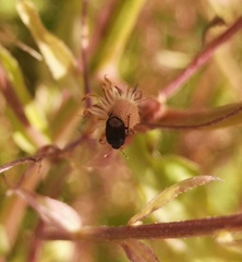 Ochetostethus