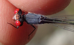 Pseudagrion sublacteum