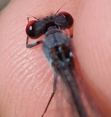 Pseudagrion sublacteum