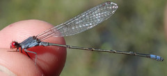 Pseudagrion sublacteum