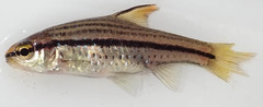 Enteromius multilineatus