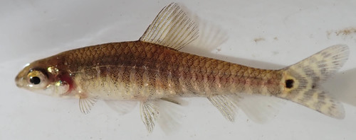 Dwarf citharine (Nannocharax machadoi) — Distichodontidae — 5