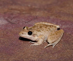 Litoria inermis
