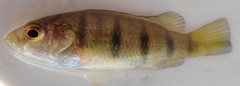 Hemichromis elongatus