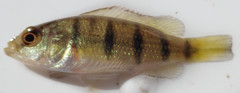Hemichromis elongatus