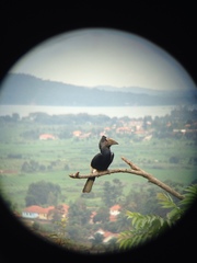 Bycanistes subcylindricus
