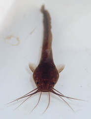 Clarias theodorae