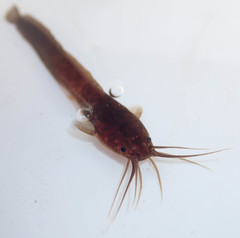 Clarias theodorae