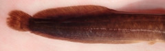 Clarias theodorae