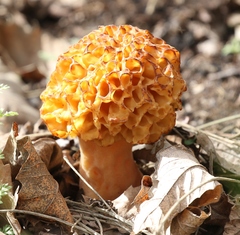 Morchella esculenta