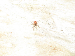 Ostearius melanopygius