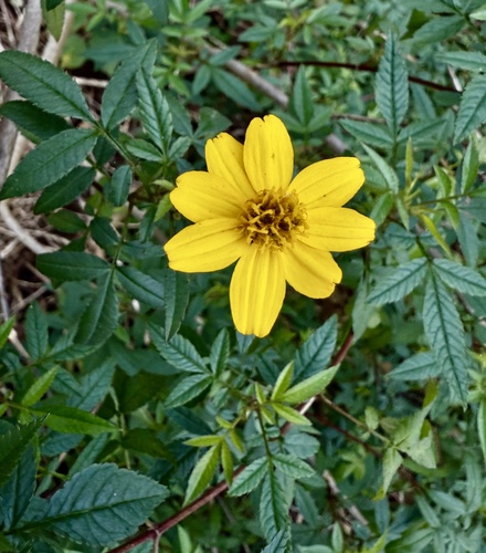 Foto de Cravo-de-defunto