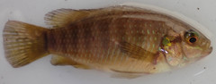 Tilapia ruweti
