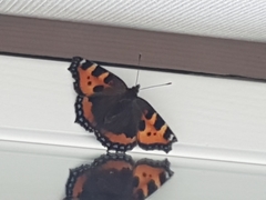 Aglais urticae