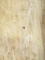 Ostearius melanopygius