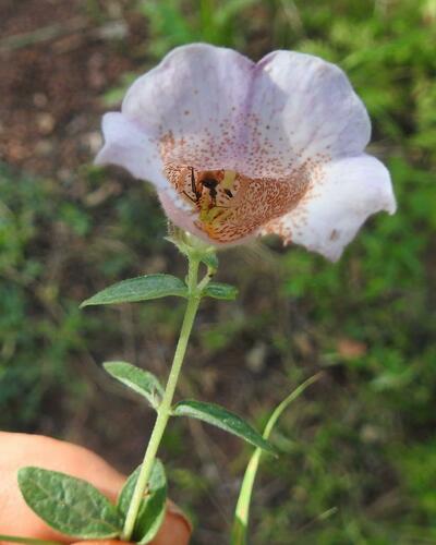 False Foxglove