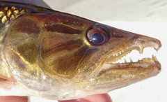 African Pike photo 5