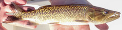 African Pike photo 4
