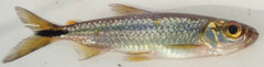 Brycinus lateralis