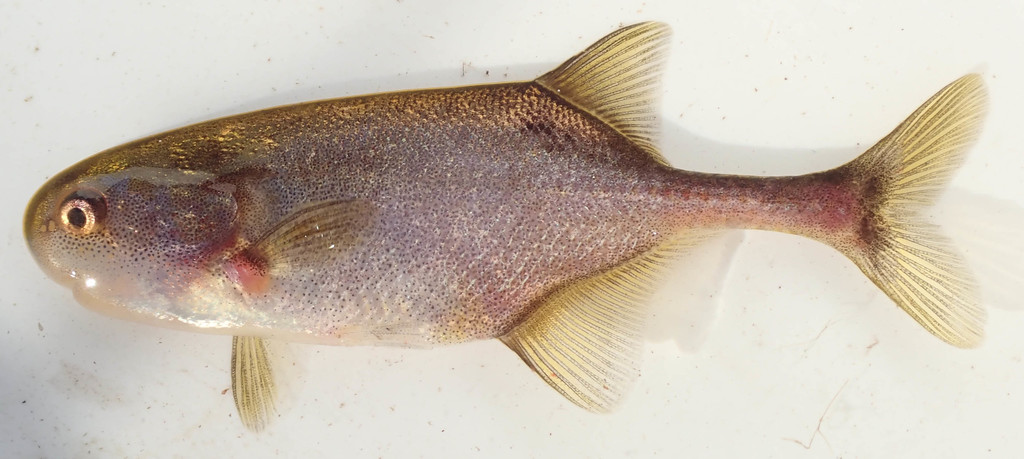 Okavango Churchill