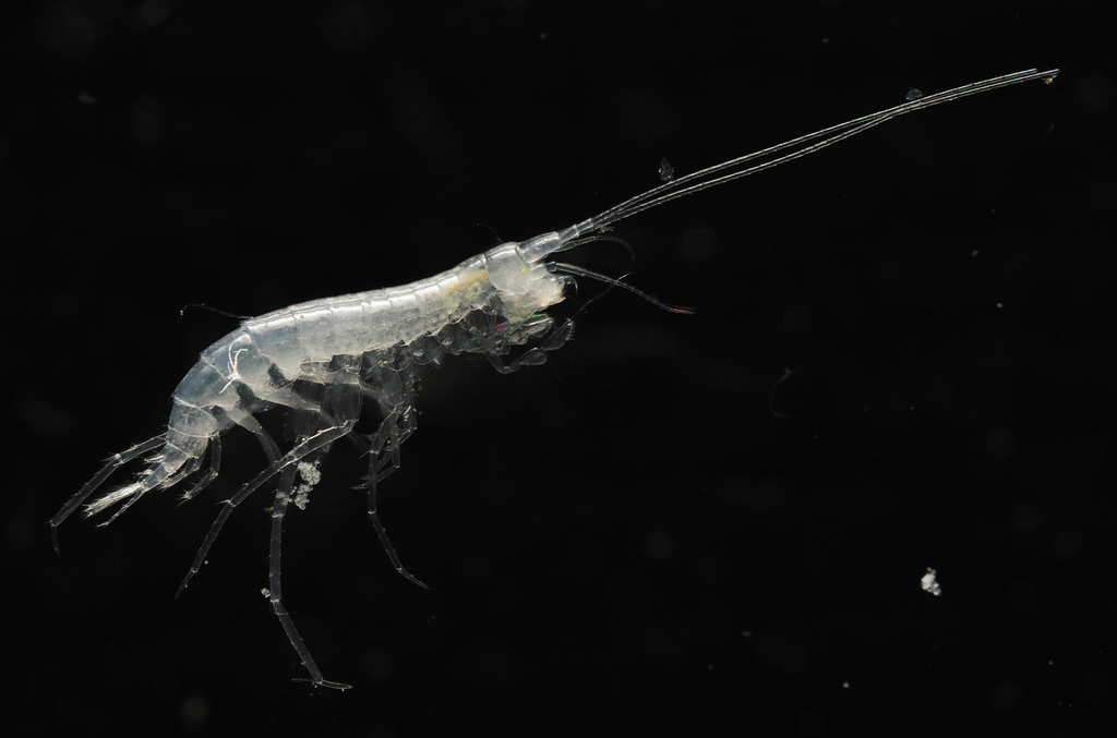 Texiweckeliopsis insolita