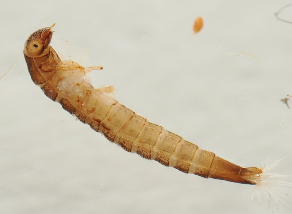 Microcylloepus pusillus