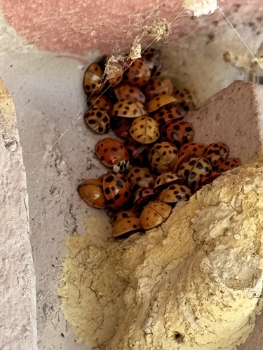 Asian Lady Beetle photographed in Delaware