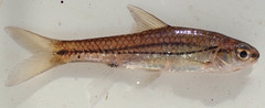 Enteromius bifrenatus