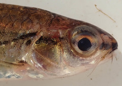 Enteromius bifrenatus