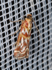 Acrobasis porphyrella