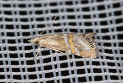 Euchromius anapiellus