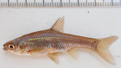 Enteromius paludinosus